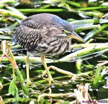 DSC_7147_001.JPG