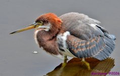 DSC_7194_001.JPG