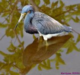 DSC_7204_001.JPG