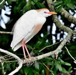 DSC_7223_001.JPG