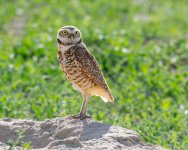 BurrowingOwl-665.jpg
