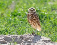 BurrowingOwl-668.jpg