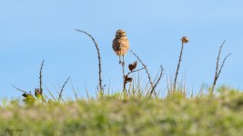 BurrowingOverShoulder-665.jpg