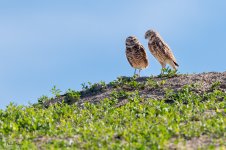 BurrowingOwlPairIHope-665.jpg