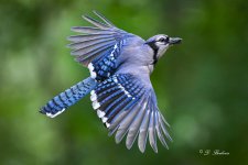DSC_0699-topaz-denoise-2.jpg