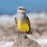 WesternFlycatcher-670.jpg