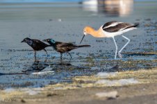 GracklesAvocet-670.jpg