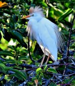 DSC_7293_001.JPG