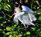 DSC_7312_001.JPG