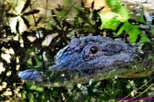 DSC_7375_001.JPG