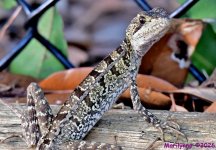 DSC_7391_001.JPG