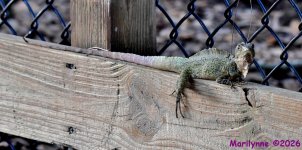 DSC_7393_001.JPG