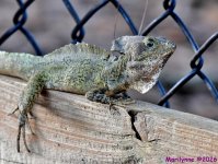 DSC_7397_001.JPG