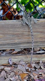 DSC_7400_001.JPG