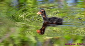 DSC_7367_001.JPG