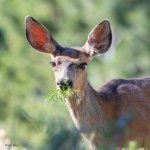DoeGrass-675.jpg