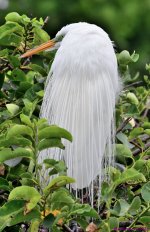 DSC_7437_001.JPG
