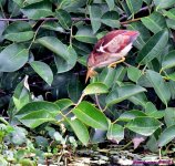 DSC_7472_001.JPG