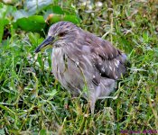 DSC_7491_001.JPG