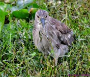DSC_7508_001.JPG