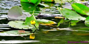DSC_7512_stitch_001.JPG