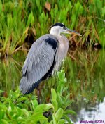 DSC_7531_001.JPG