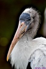 DSC_7536_001.JPG