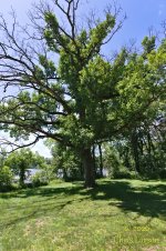 2026-6-12 Bloyer Mounds A.jpg