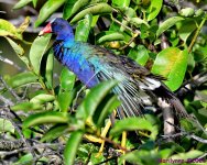 DSC_7686_001.JPG