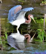 DSC_7727_001.JPG
