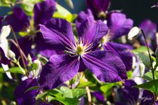 Clematis0728 sm.jpg
