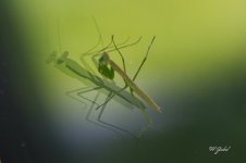 BabyMantis0723 sm.jpg