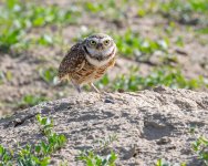 burrowingOwl-675.jpg