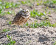 burrowingOwl-676.jpg