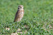 burrowingOwl-677.jpg