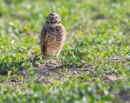 burrowingOwl-678.jpg