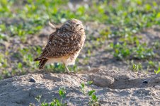 burrowingOwl-679.jpg