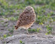 burrowingOwl-680.jpg