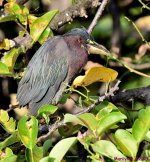 DSC_7791_001.JPG