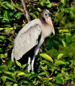 DSC_7788_001.JPG