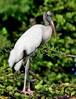 DSC_7797_001.JPG