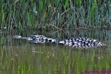 DSC_7920_001.JPG