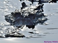 DSC_7936_001.JPG