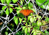 DSC_7948_001.JPG