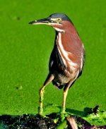 DSC_7970_001.JPG