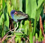 DSC_7998_001.JPG