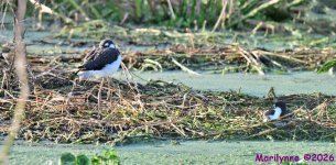 DSC_8016_stitch_001.JPG
