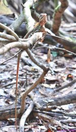 DSC_8090_001.JPG