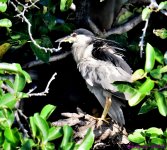 DSC_8246_001.JPG