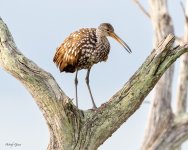 FloridaTreeBirds-678.jpg